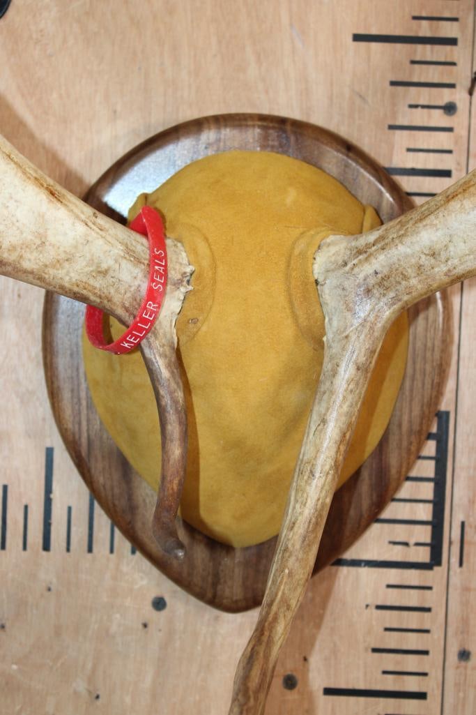 Big CARIBOU Antler Rack on a Walnut Plaque - 4