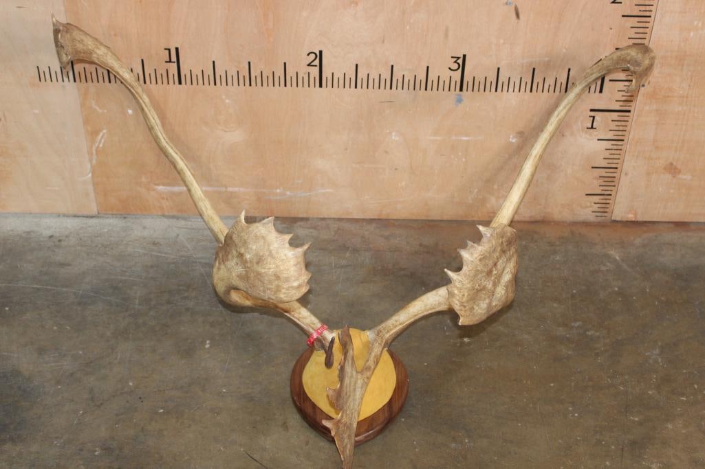 Big CARIBOU Antler Rack on a Walnut Plaque - 5
