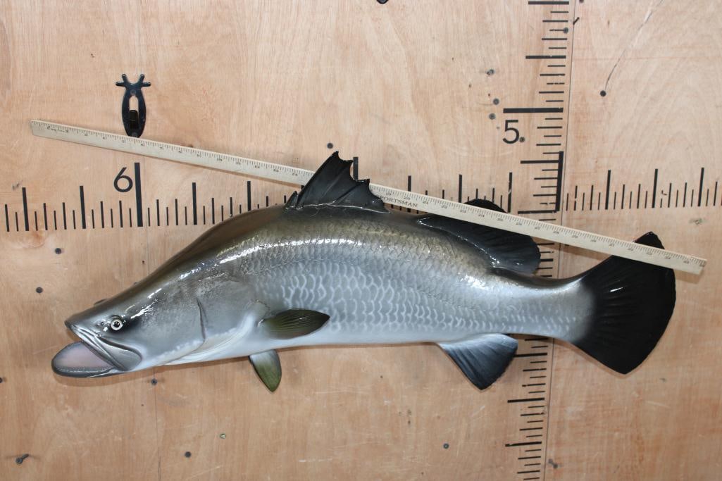 Reproduction BARRAMUNDI Fish Mount - 2