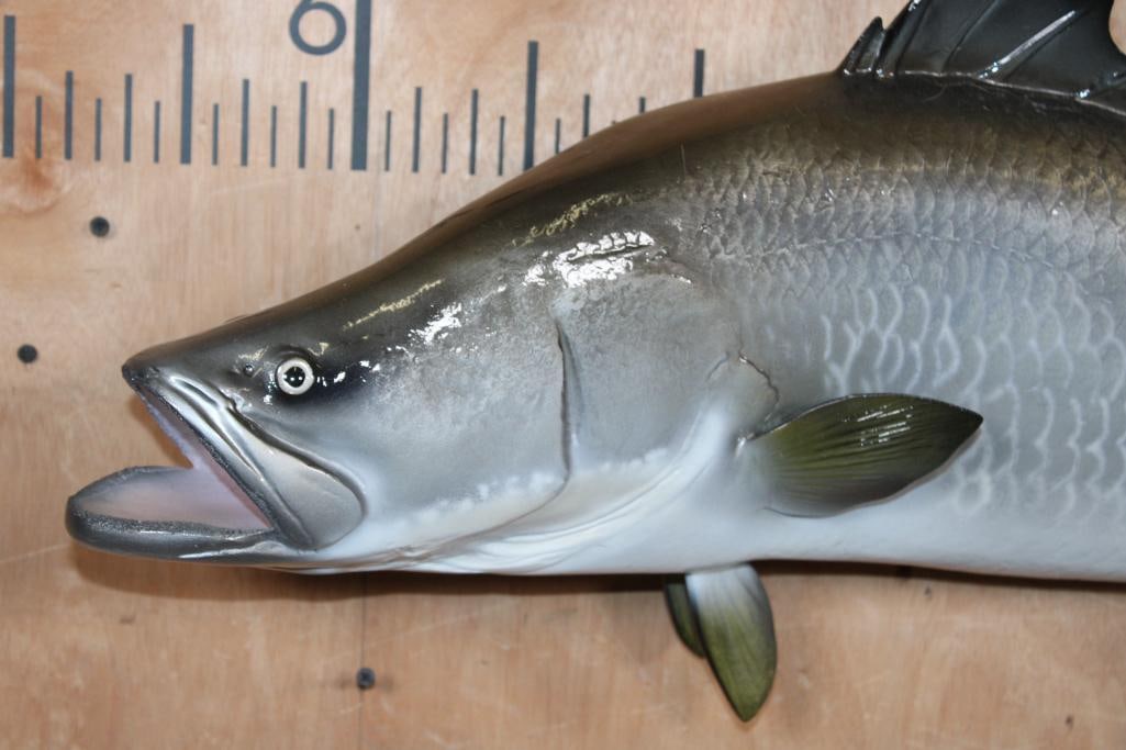 Reproduction BARRAMUNDI Fish Mount - 3