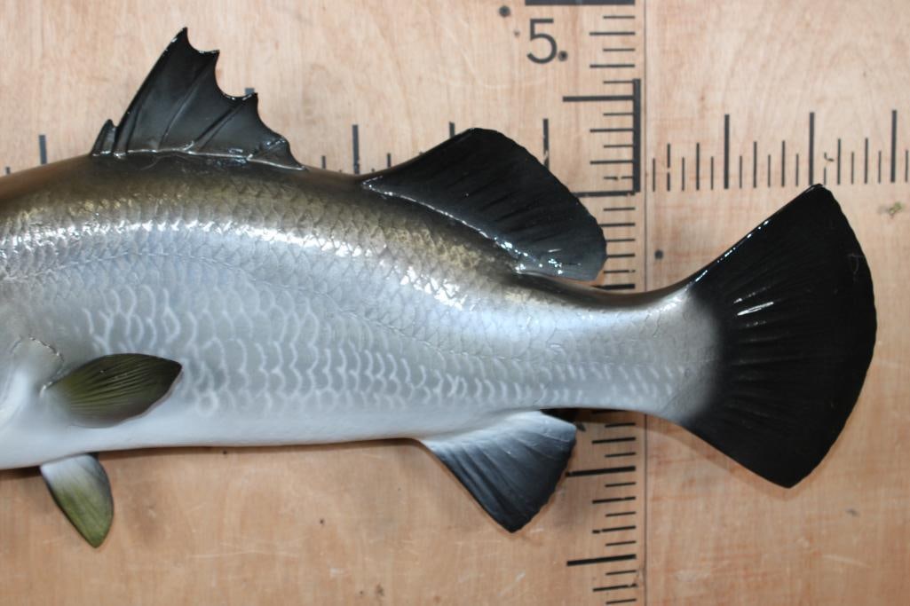 Reproduction BARRAMUNDI Fish Mount - 4