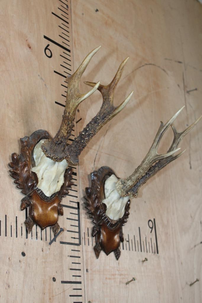 (2) Euro Cut ROE DEER Antler Racks on German Black Forest Style Wood Plaques - 2