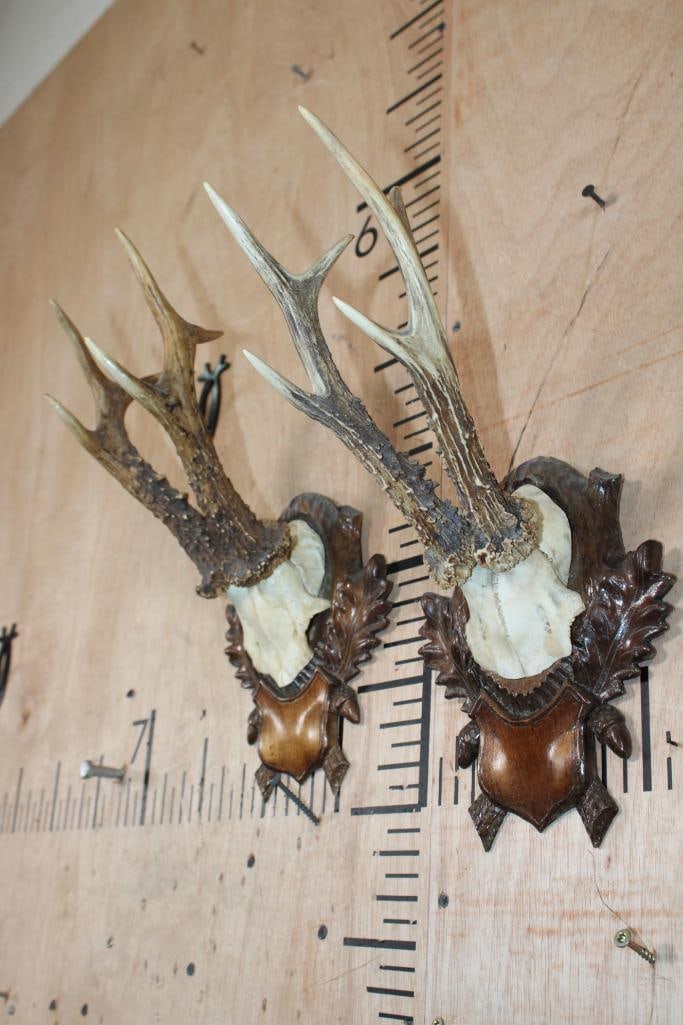 (2) Euro Cut ROE DEER Antler Racks on German Black Forest Style Wood Plaques - 3