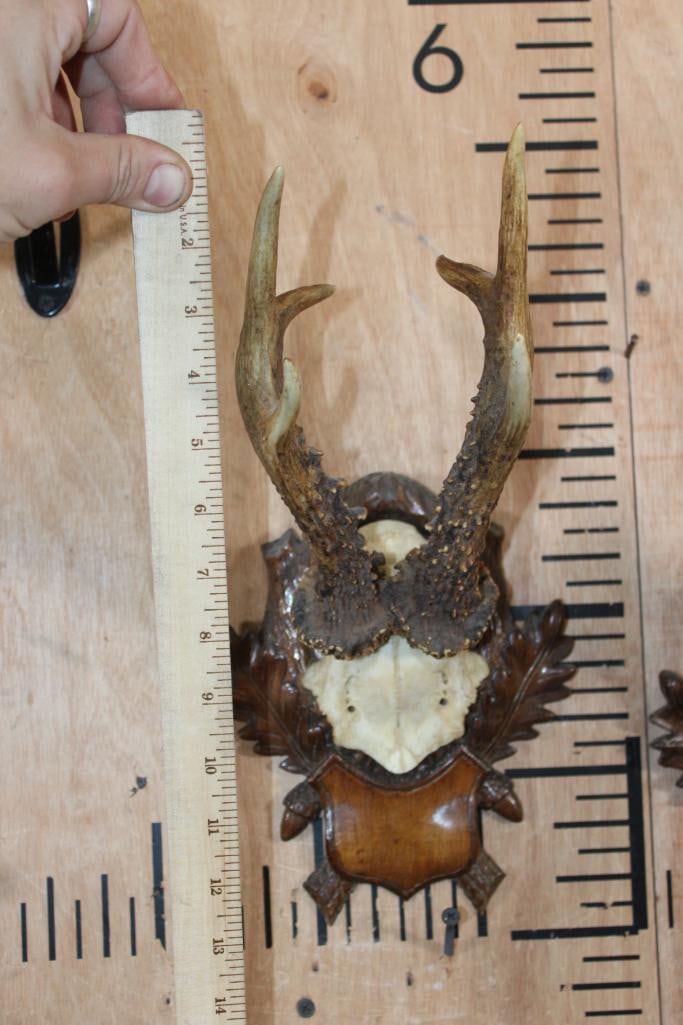 (2) Euro Cut ROE DEER Antler Racks on German Black Forest Style Wood Plaques - 4