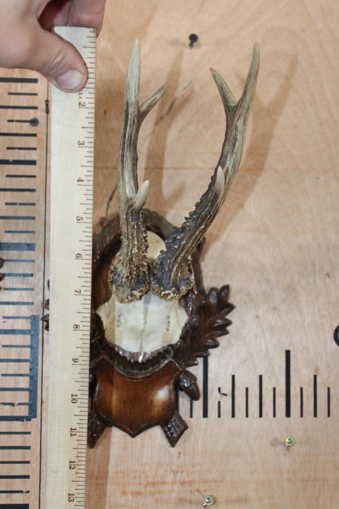 (2) Euro Cut ROE DEER Antler Racks on German Black Forest Style Wood Plaques - 5
