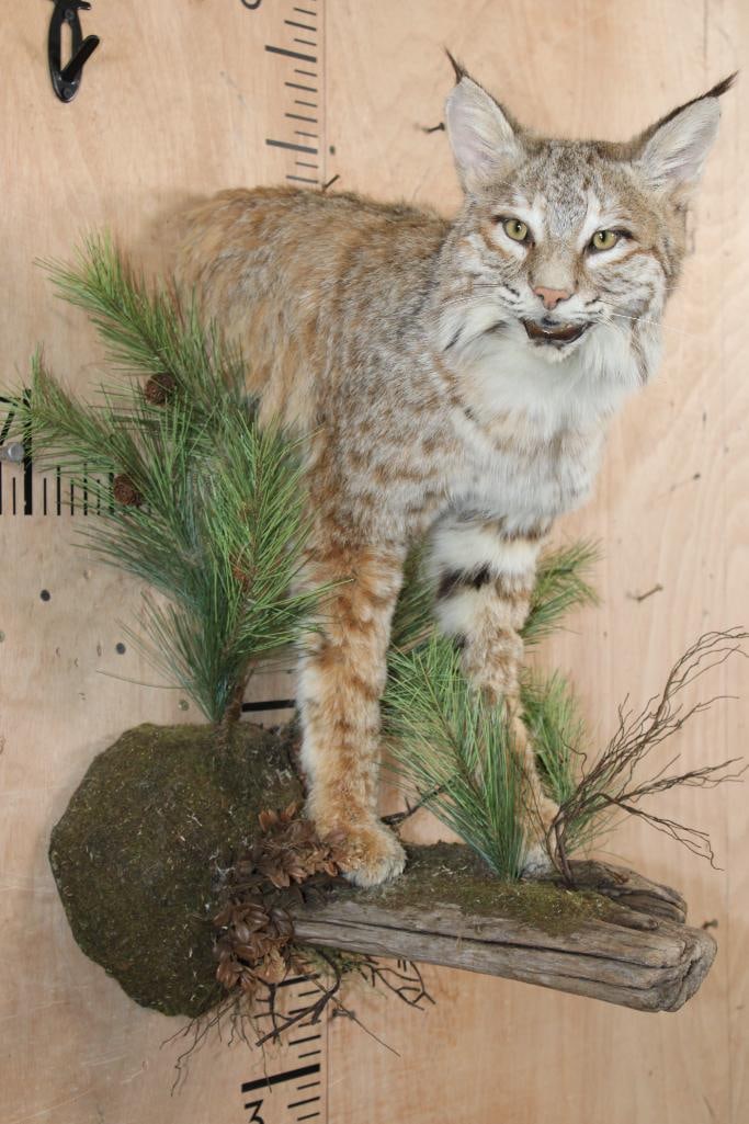 Half-body BOBCAT on a Decorative Wall Hanging Base: Half-body BOBCAT on a Decorative Wall Hanging Base. It measures 16" Wide x 25" Tall x 20" Depth, there is a bald area on the left leg. TAXIDERMY 