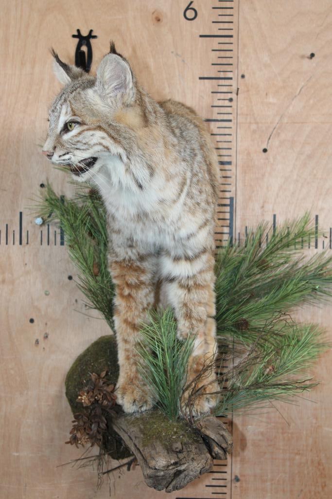 Half-body BOBCAT on a Decorative Wall Hanging Base - 2