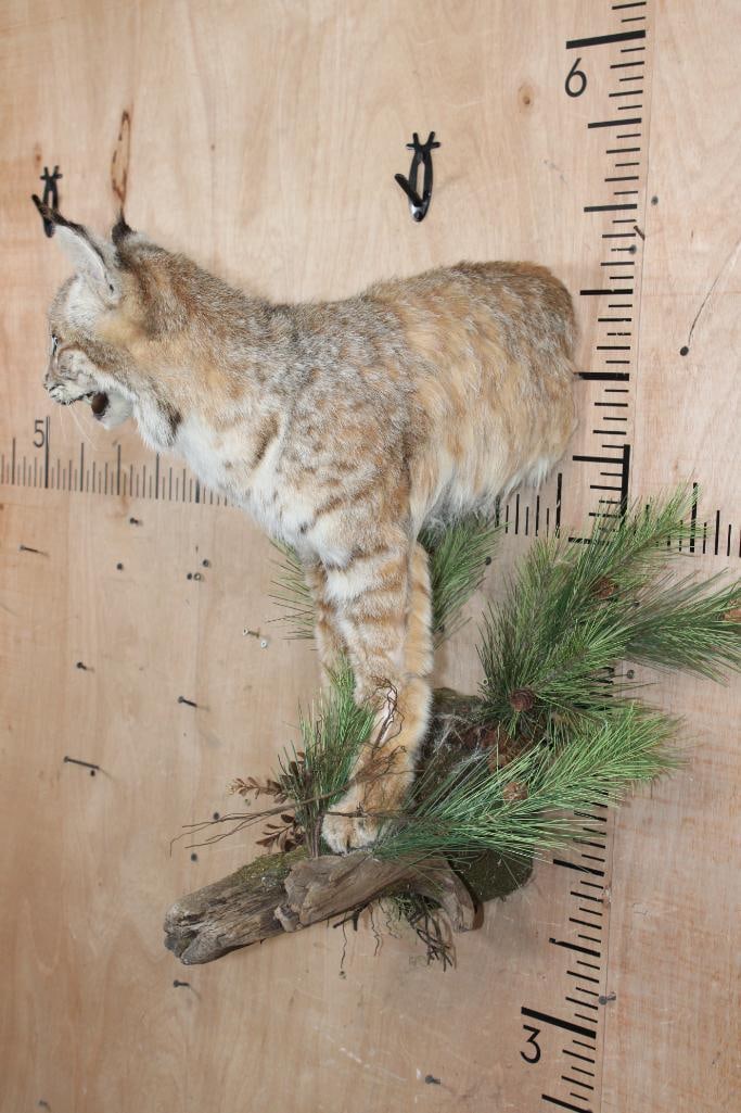 Half-body BOBCAT on a Decorative Wall Hanging Base - 3