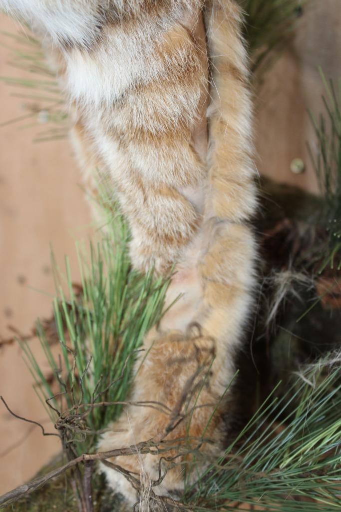 Half-body BOBCAT on a Decorative Wall Hanging Base - 4