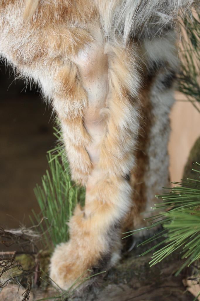 Half-body BOBCAT on a Decorative Wall Hanging Base - 5
