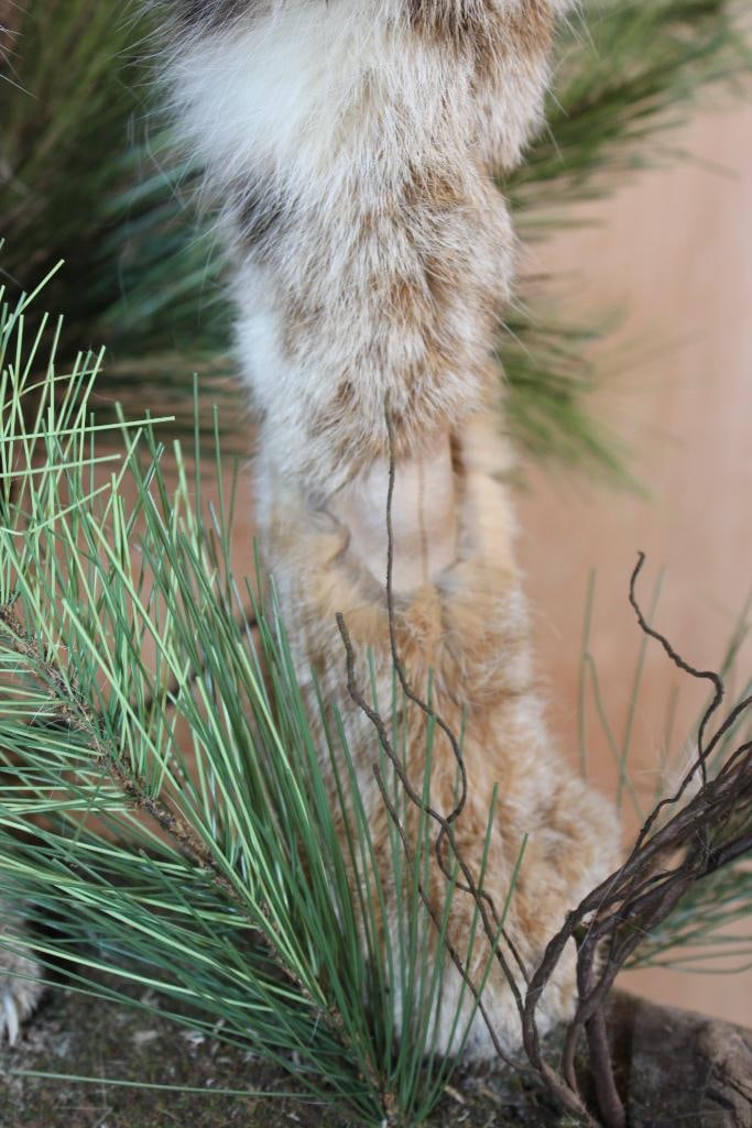 Half-body BOBCAT on a Decorative Wall Hanging Base - 6