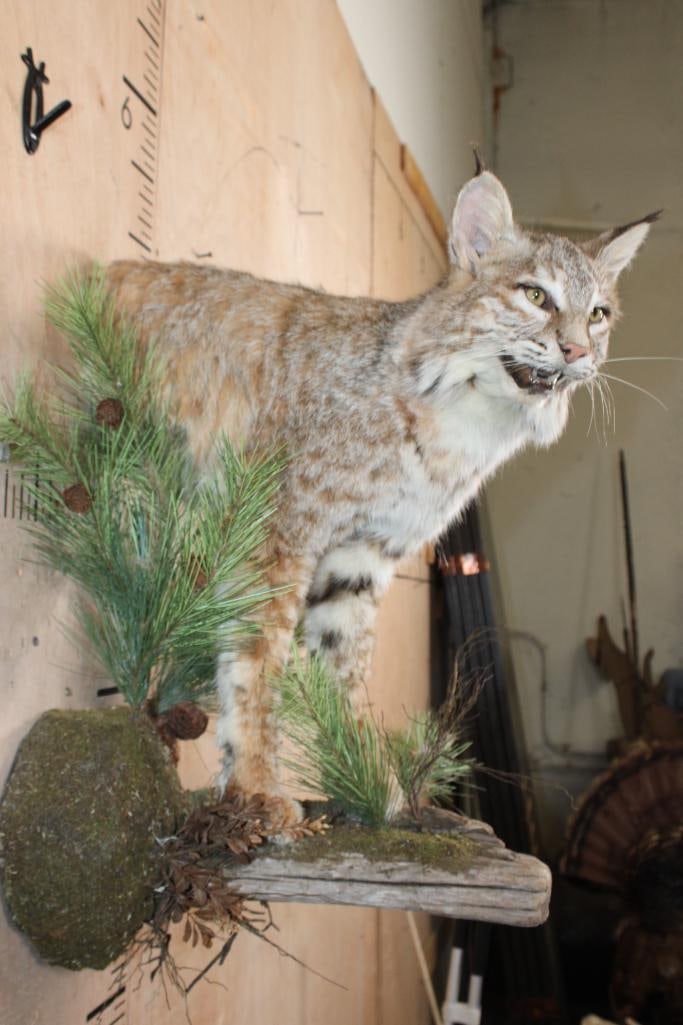 Half-body BOBCAT on a Decorative Wall Hanging Base - 7