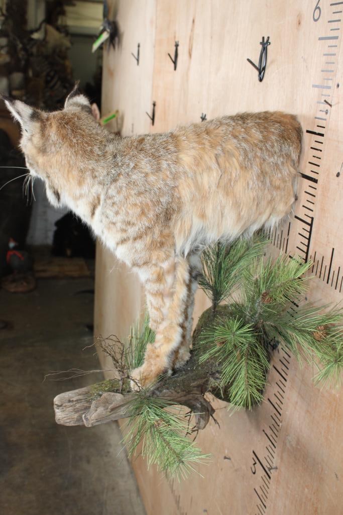 Half-body BOBCAT on a Decorative Wall Hanging Base - 8