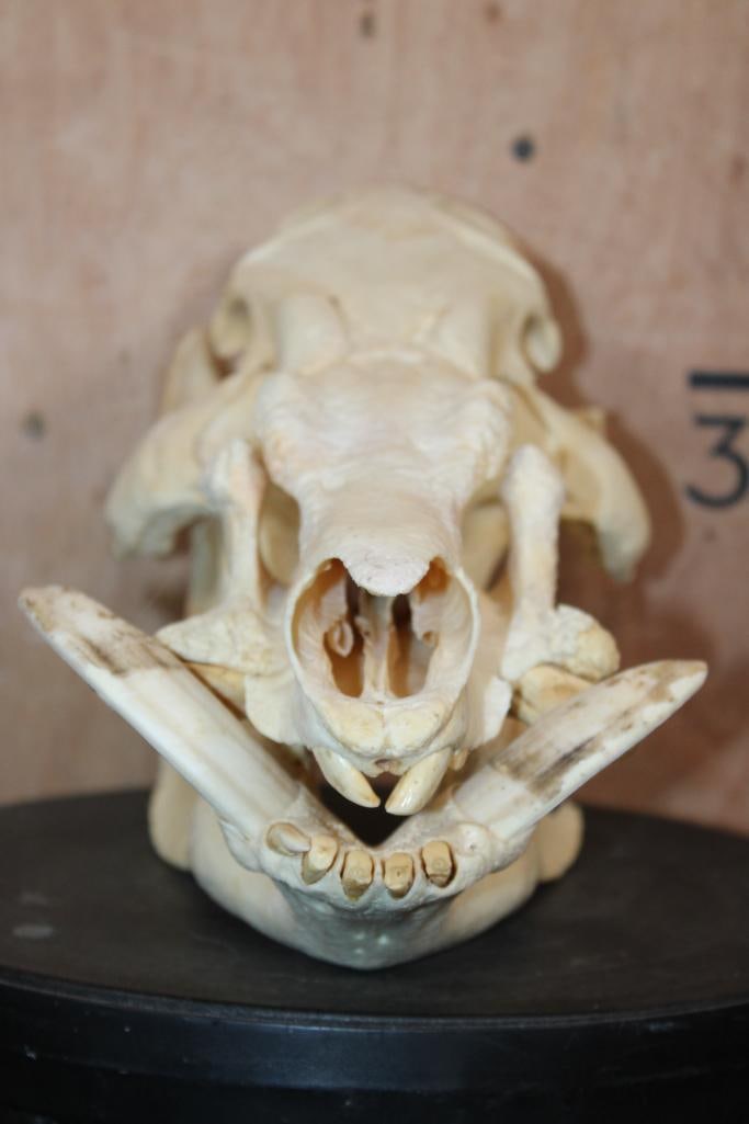 XL AFRICAN BUSHPIG Skull - 2