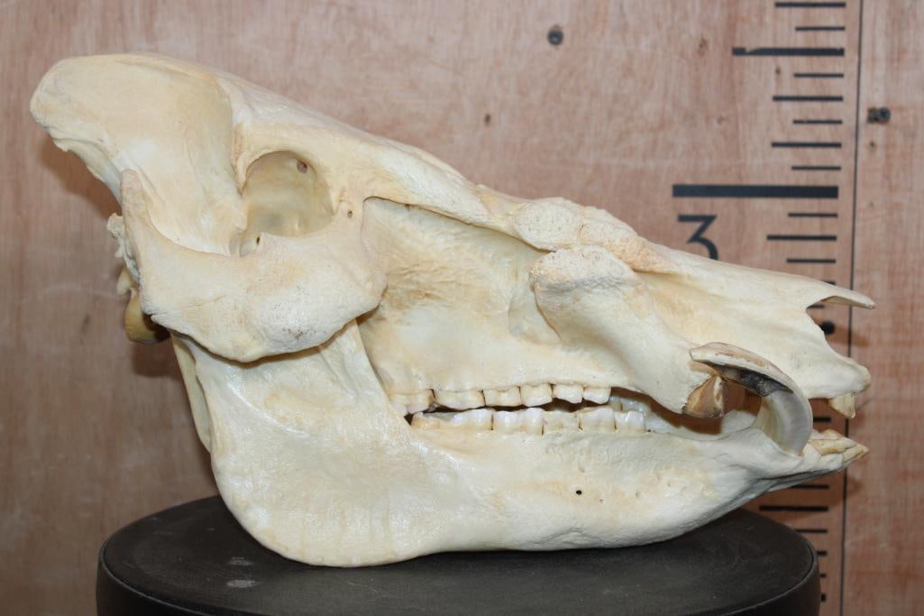 XL AFRICAN BUSHPIG Skull - 3