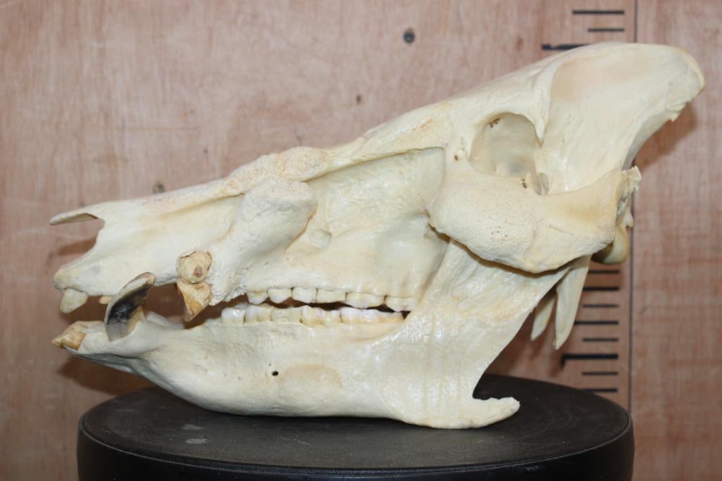 XL AFRICAN BUSHPIG Skull - 4