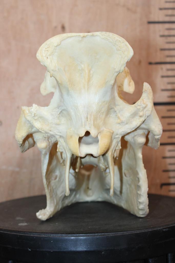 XL AFRICAN BUSHPIG Skull - 5