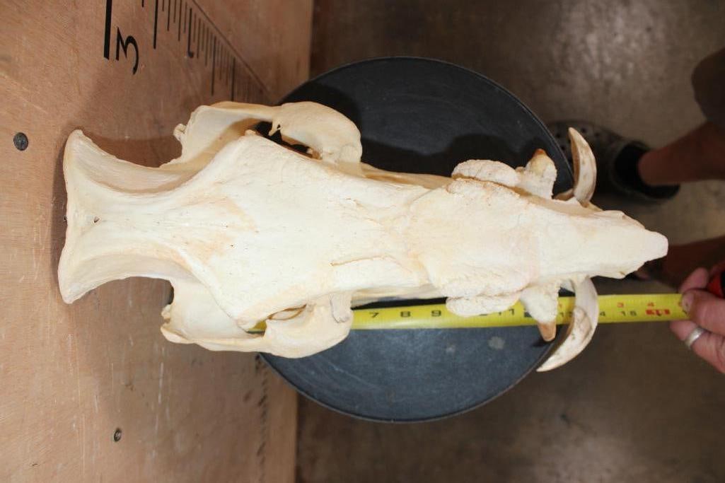 XL AFRICAN BUSHPIG Skull - 6