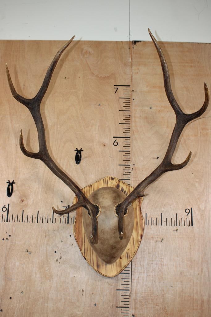 10-Point RED STAG Antler Rack mounted on a Wood Plaque (1 of 6)