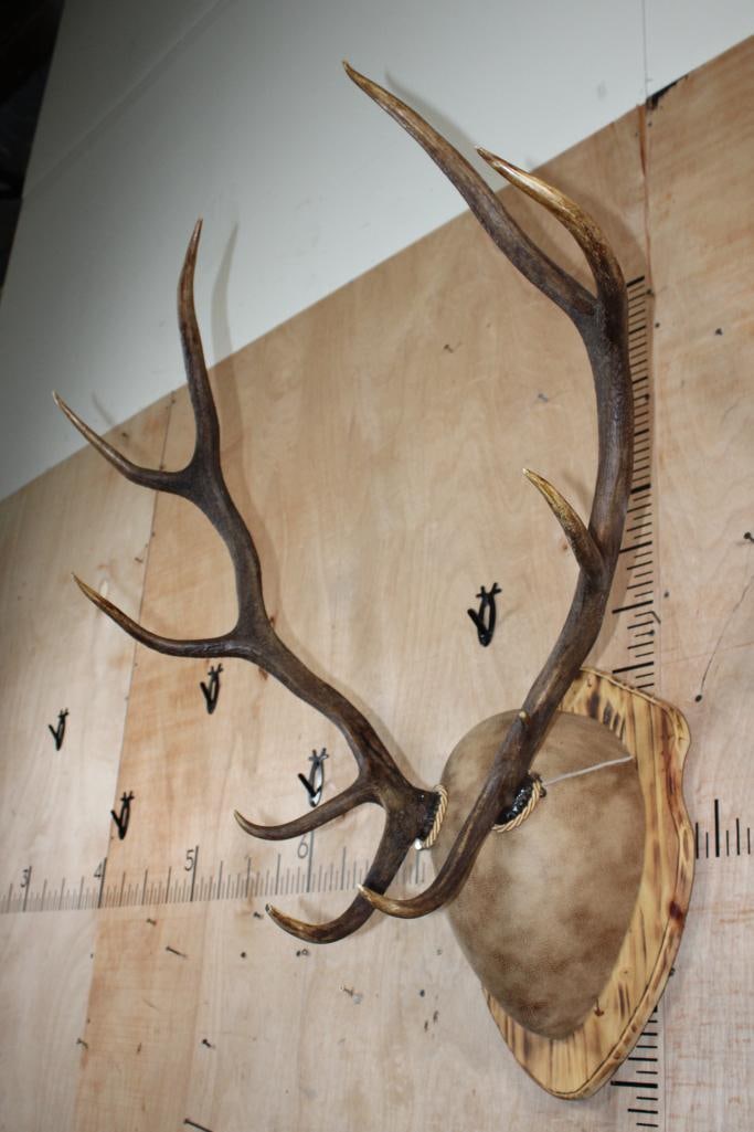 10-Point RED STAG Antler Rack mounted on a Wood Plaque - 2
