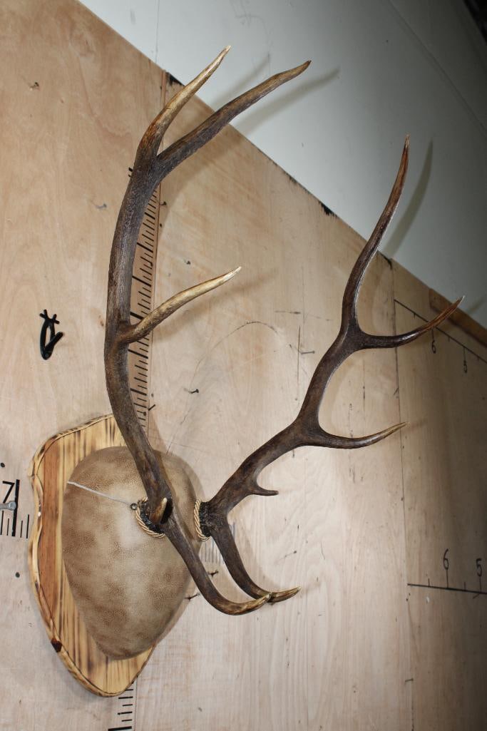 10-Point RED STAG Antler Rack mounted on a Wood Plaque - 3