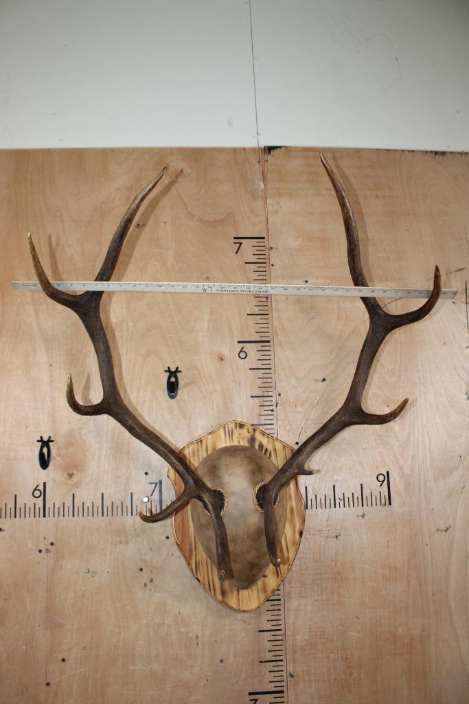 10-Point RED STAG Antler Rack mounted on a Wood Plaque - 4