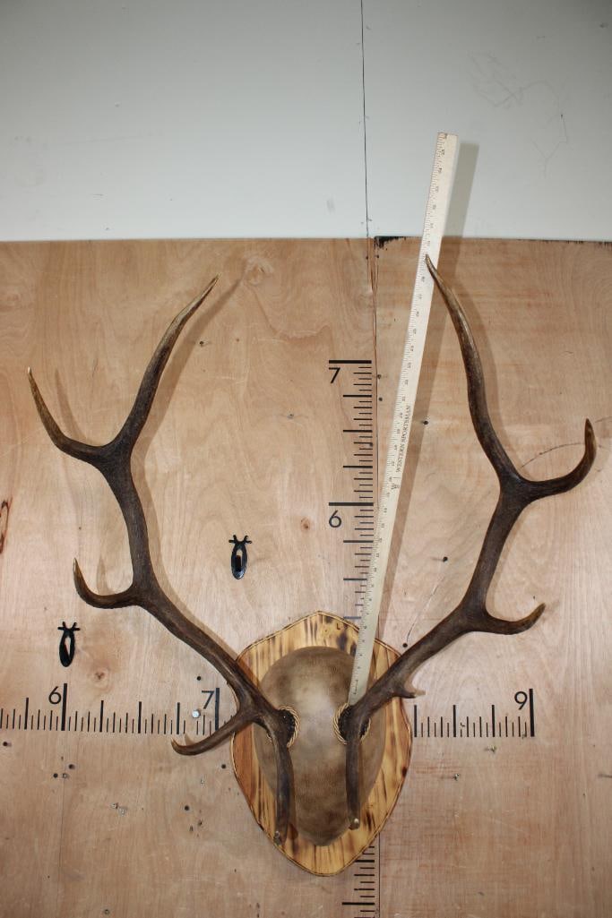 10-Point RED STAG Antler Rack mounted on a Wood Plaque - 5