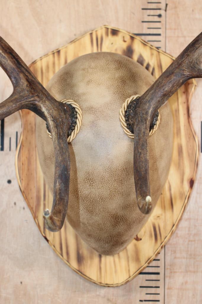 10-Point RED STAG Antler Rack mounted on a Wood Plaque - 6