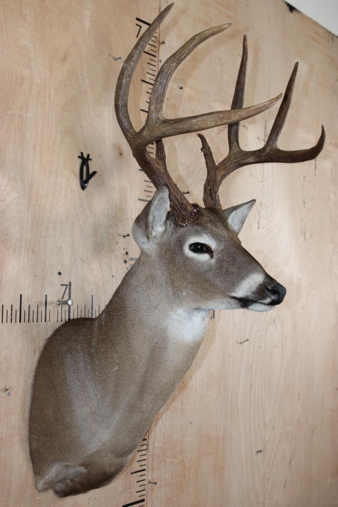 8-Point WHITETAIL DEER Shoulder Mount with a Symmetrical Rack - 2