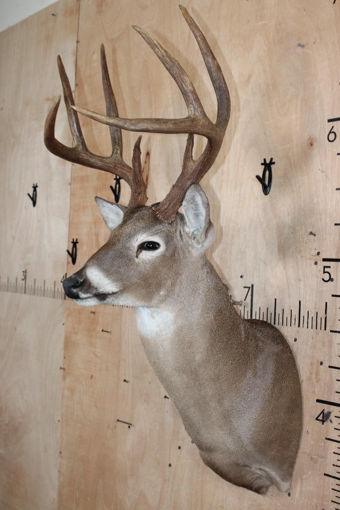 8-Point WHITETAIL DEER Shoulder Mount with a Symmetrical Rack - 3