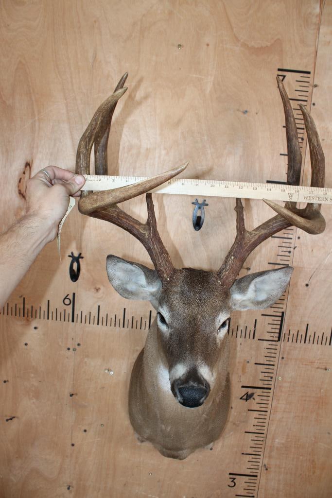 8-Point WHITETAIL DEER Shoulder Mount with a Symmetrical Rack - 4