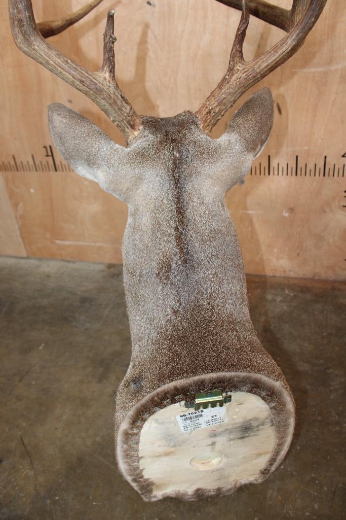 8-Point WHITETAIL DEER Shoulder Mount with a Symmetrical Rack - 5