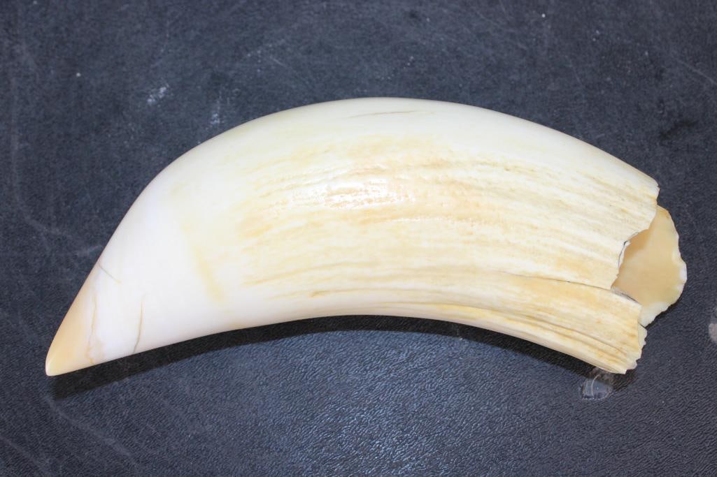 Polished Pre 1972 SPERM WHALE Tooth - 2