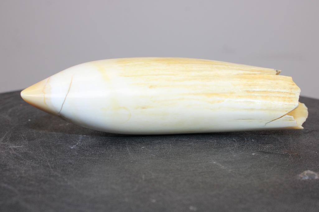 Polished Pre 1972 SPERM WHALE Tooth - 3