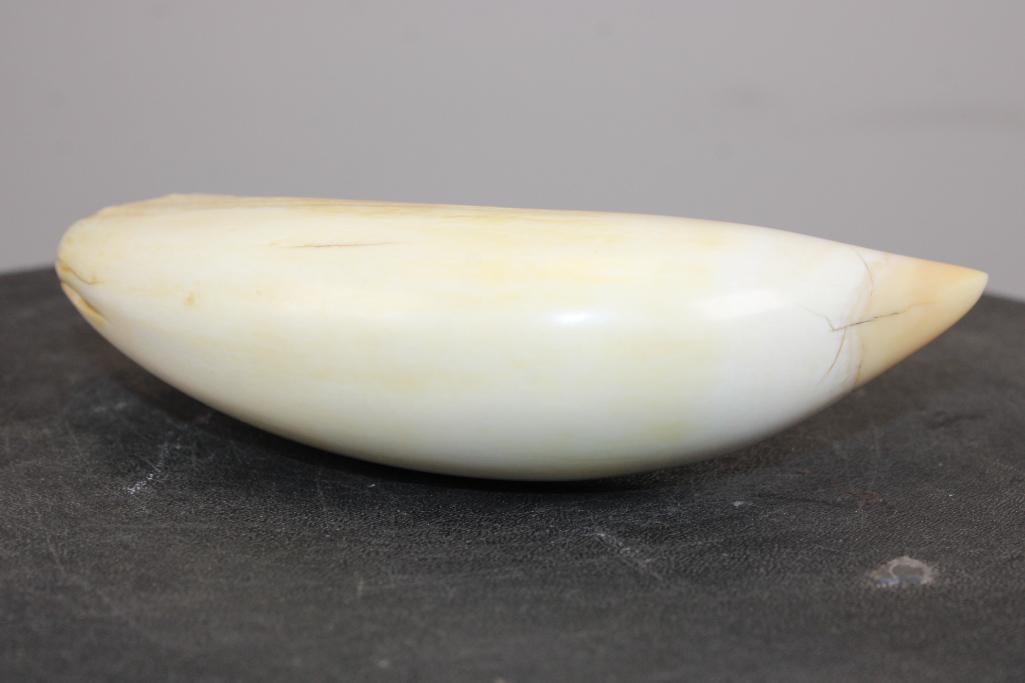Polished Pre 1972 SPERM WHALE Tooth - 4