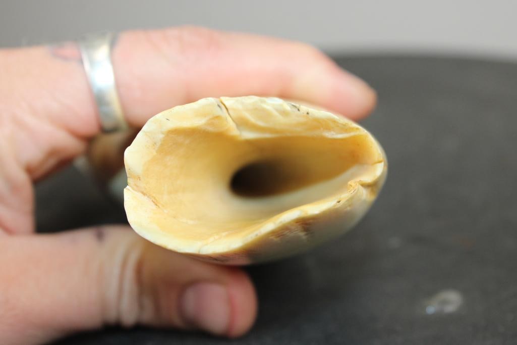 Polished Pre 1972 SPERM WHALE Tooth - 5