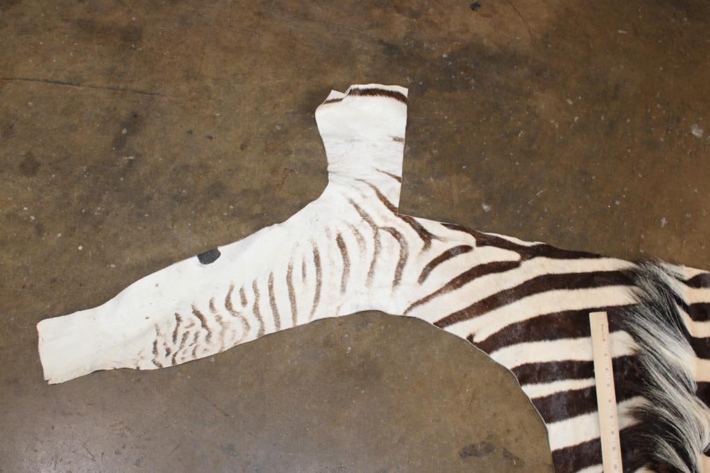 ZEBRA Head Hide Section - 3