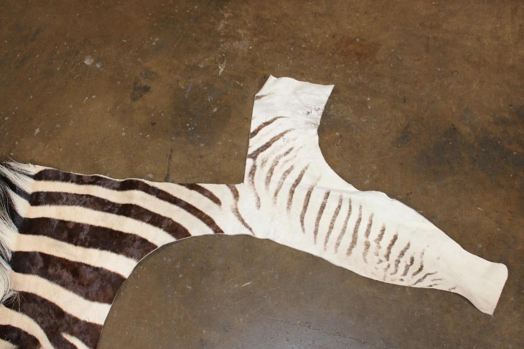 ZEBRA Head Hide Section - 4