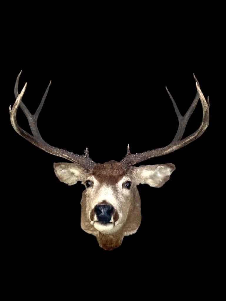 Huge 5 x 5 "Arizona Strip" MULE DEER "Sneak" Pose Shoulder Mount: Huge 5 x 5 "Arizona Strip" MULE DEER "Sneak" Pose Shoulder Mount. The Dark Antlers measure 31" Wide. These Big Mule Deer are getting harder to find! TAXIDERMY 