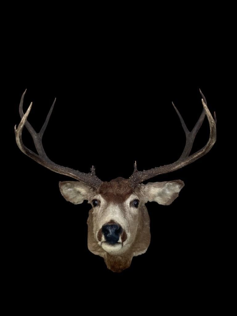 Huge 5 x 5 "Arizona Strip" MULE DEER "Sneak" Pose Shoulder Mount - 2