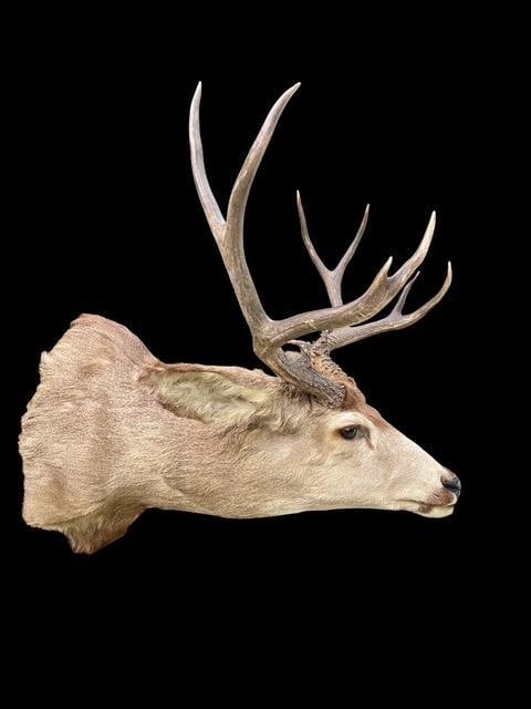 Huge 5 x 5 "Arizona Strip" MULE DEER "Sneak" Pose Shoulder Mount - 3