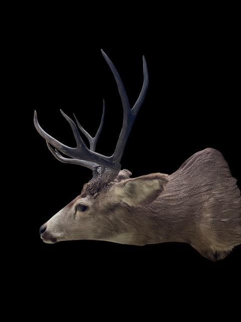 Huge 5 x 5 "Arizona Strip" MULE DEER "Sneak" Pose Shoulder Mount - 4