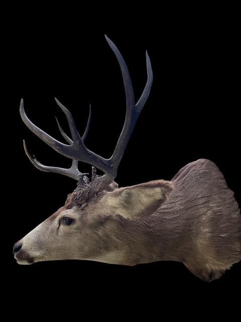 Huge 5 x 5 "Arizona Strip" MULE DEER "Sneak" Pose Shoulder Mount - 5