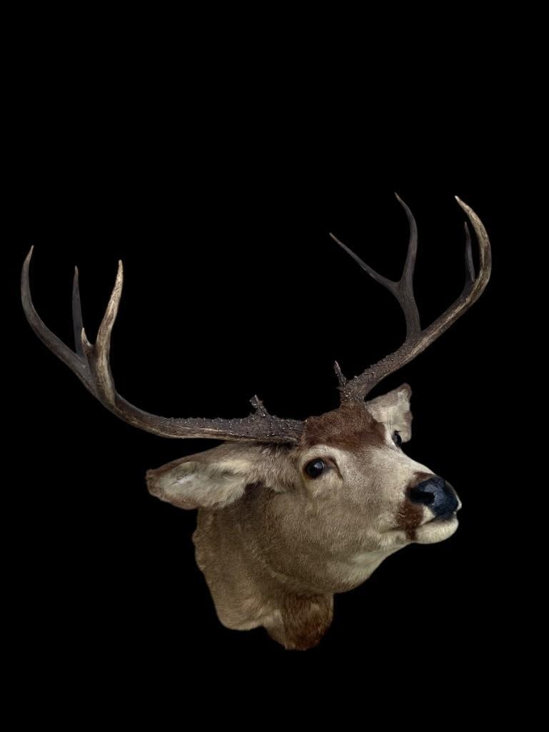 Huge 5 x 5 "Arizona Strip" MULE DEER "Sneak" Pose Shoulder Mount - 6