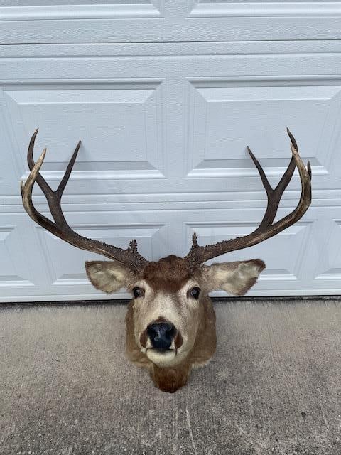 Huge 5 x 5 "Arizona Strip" MULE DEER "Sneak" Pose Shoulder Mount - 7