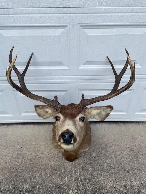 Huge 5 x 5 "Arizona Strip" MULE DEER "Sneak" Pose Shoulder Mount - 8
