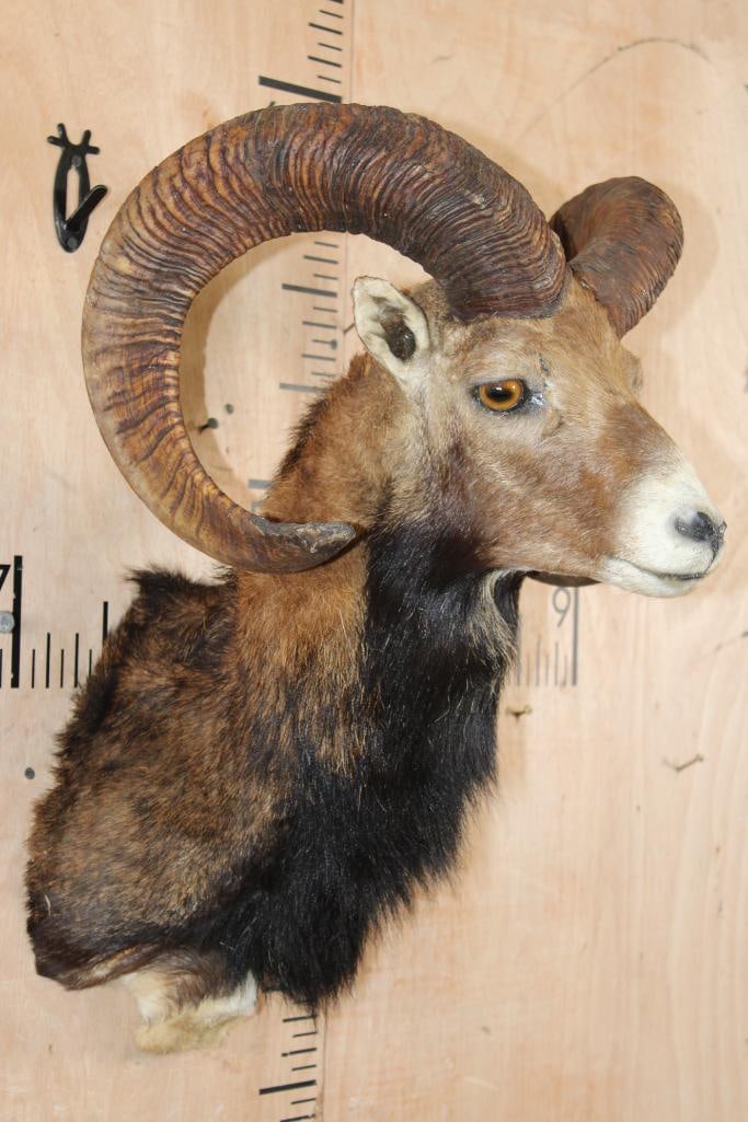 Big MOUFLON Shoulder Mount - 2