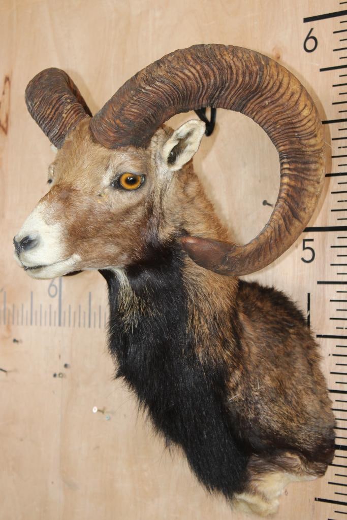 Big MOUFLON Shoulder Mount - 3