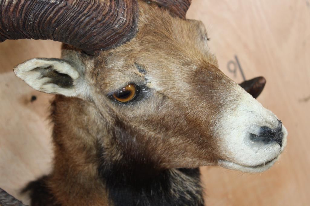 Big MOUFLON Shoulder Mount - 4