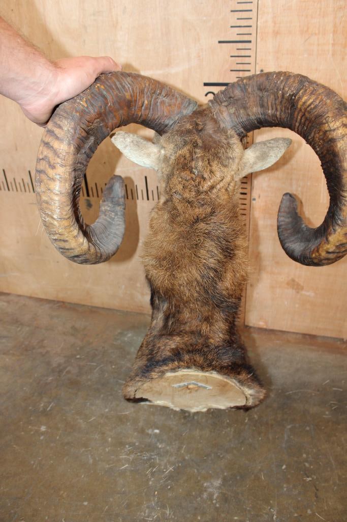 Big MOUFLON Shoulder Mount - 5